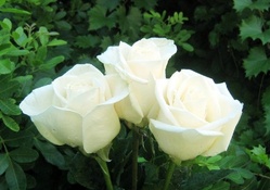 3 white roses