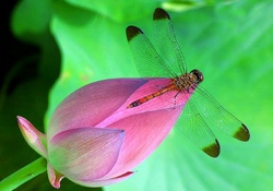 _Dragonfly can smell the Pollen_