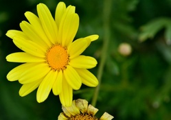 Sun Shiny Sunflower