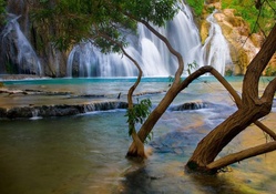 tree in a waterfall pool