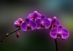 Amazing Purple Orchids