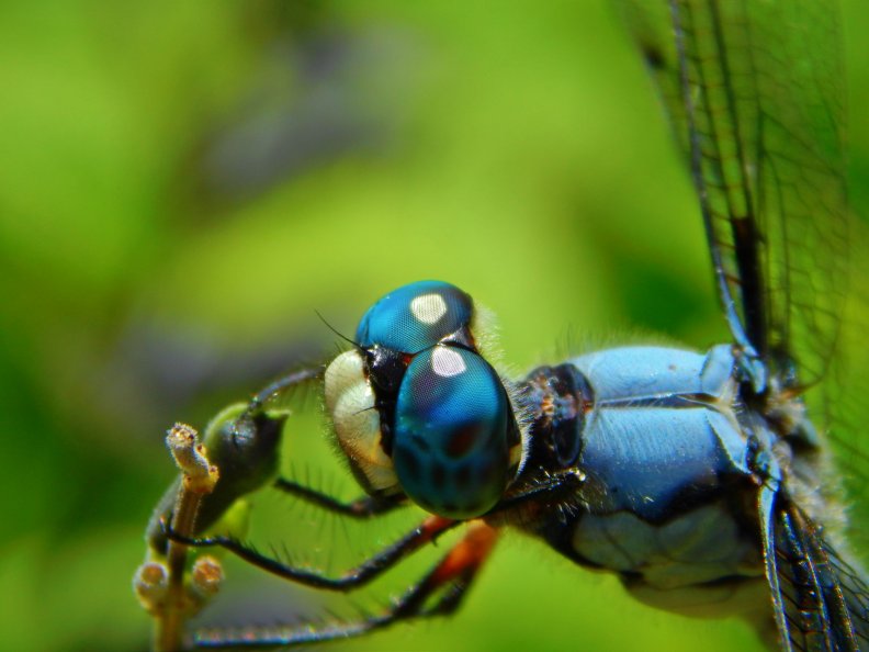 Blue Eyes Dragonfly