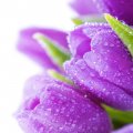 Purple drop tulips