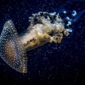 Glowing Jellyfish Underwater