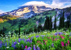 Lenticular And Wildflowers, Mt. Rainier