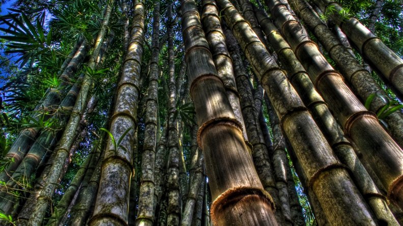 bamboo forest hdr