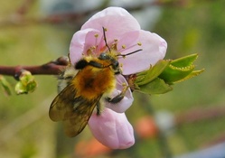 Cherry blossom bee
