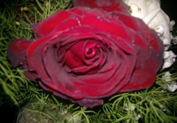 One Red Rose .