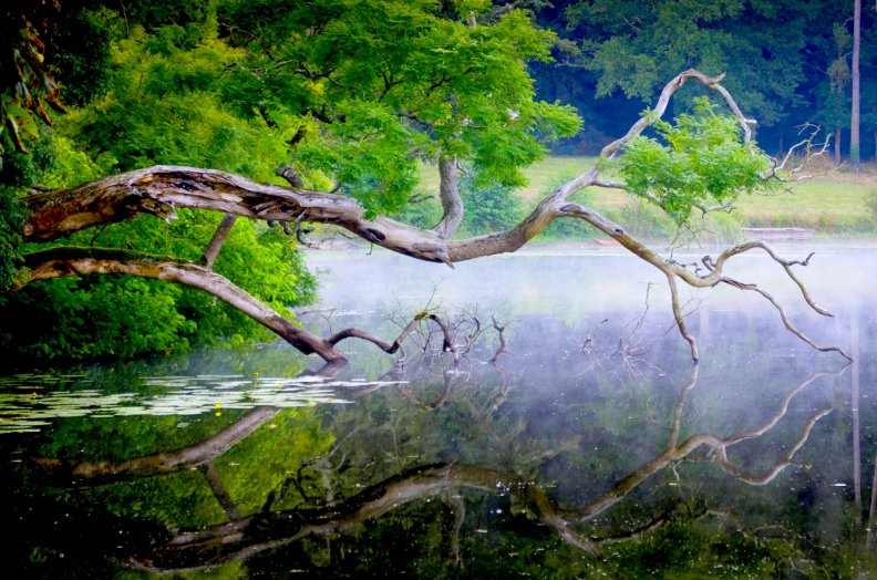 forest_lake.jpg