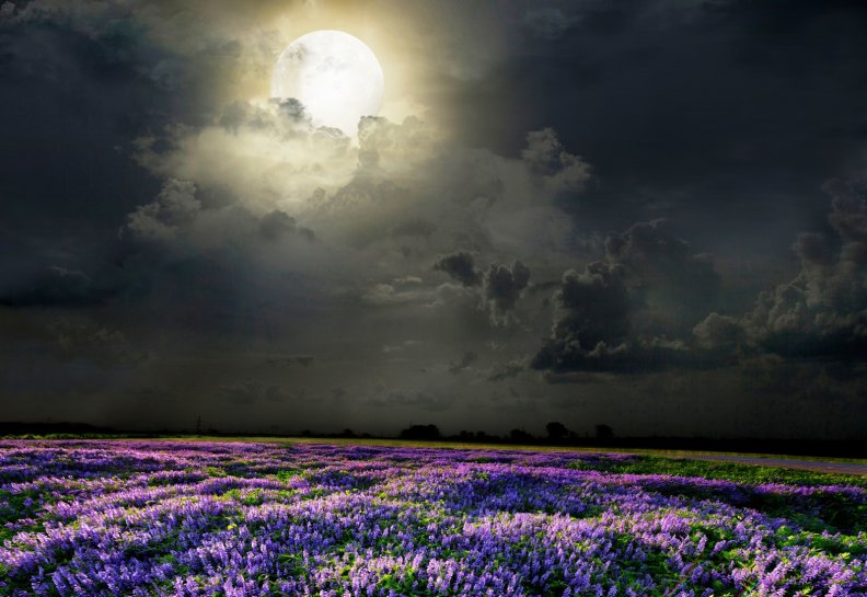 Field of lavender scented moonlight