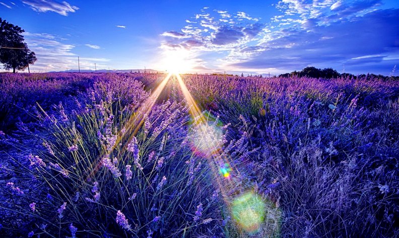 sunny_morrning_shine_on_the_lavender.jpg