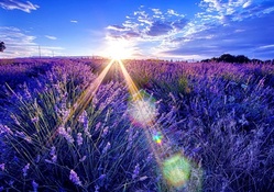 Sunny morrning shine on the lavender