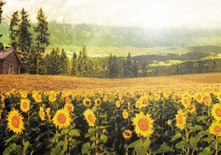 * Field of sunflowers *