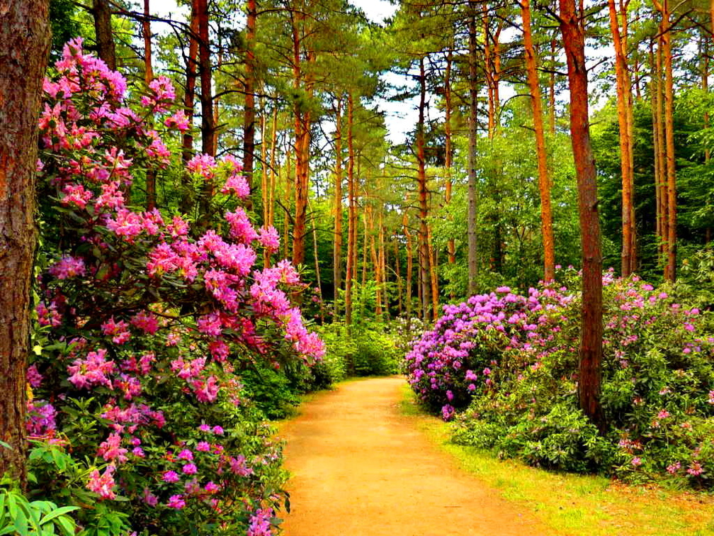 Floral alley in park