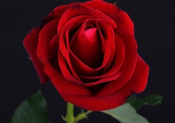 ♥Red Rose♥