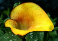 Bright Yellow Calla Lily