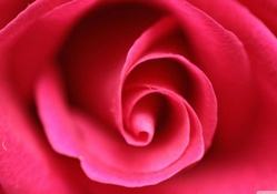 Pink rose close_up