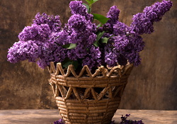 Basket lilac