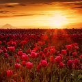 Tulip Sunrise