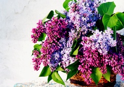 * Lilacs *