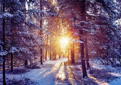 superb sunset through a forest in winter