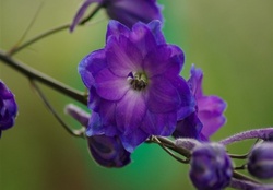 Delphinium Pagans Purple