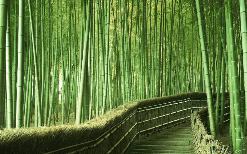 bamboo_path_in_kyoto_japan.jpg