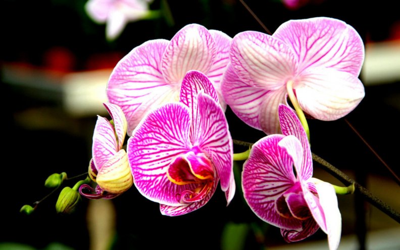 beautiful_orchids.jpg