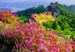 colorful flowers along a mountain trail