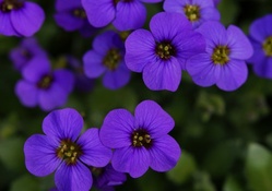 Purple Flowers!