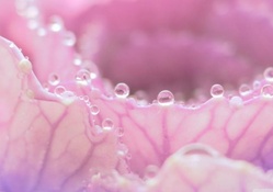 Morning dew on pink flower