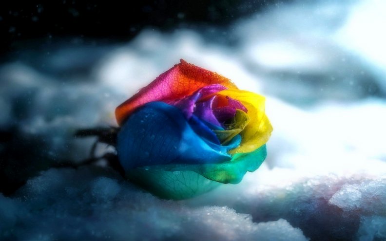 ..Colorful Rose in Gray..
