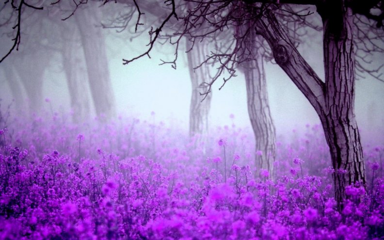 purple_dream.jpg