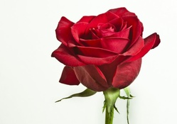 * Single red rose *