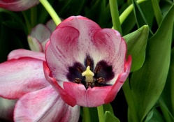 Varigated Tulip
