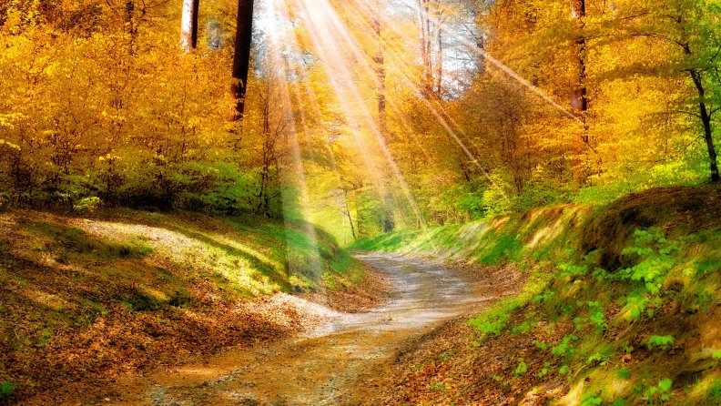 sun_rays_on_a_golden_forest_in_autumn.jpg