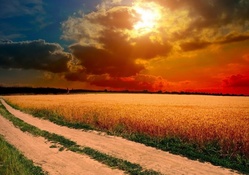 golden sunset over golden fields