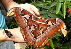 Attacus(Atlas) moth