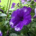 Macro Purple Flower