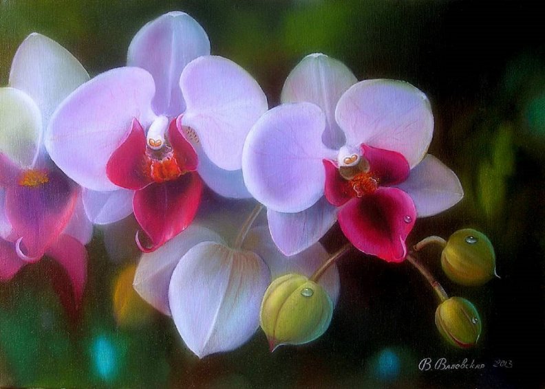 orchid_with_dewdrops.jpg