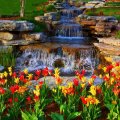 Waterfalls and Tulips