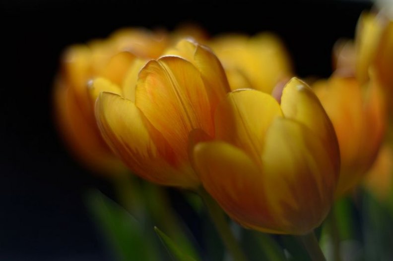 tulips_on_table.jpg