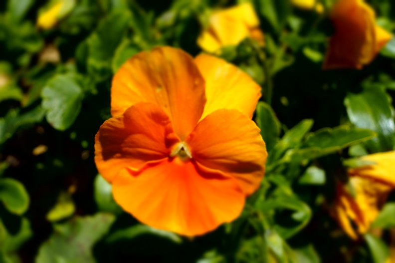 orange_flower.jpg