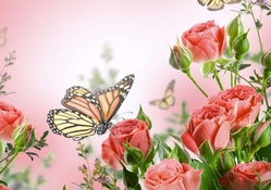 Roses and monarch butterflies