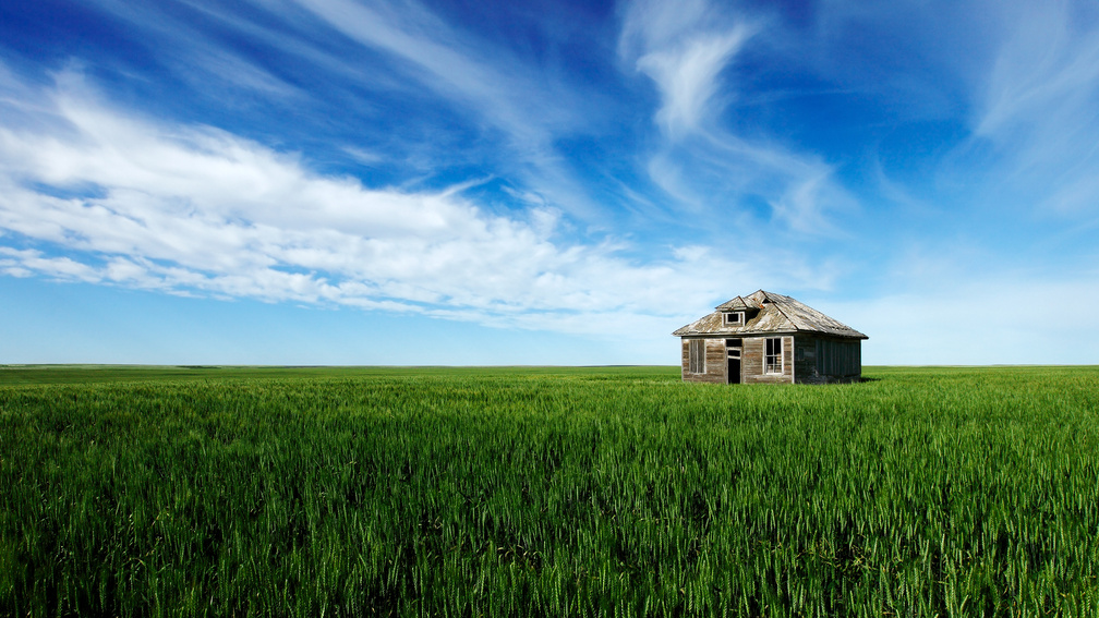abandoned cabin in green wheat fields