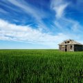 abandoned cabin in green wheat fields