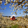 wonderful red barn in an apple orchard