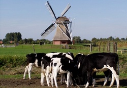Mill and Cows
