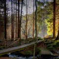 wooden bridge over forest stream