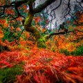 Japanese Garden Maple tree